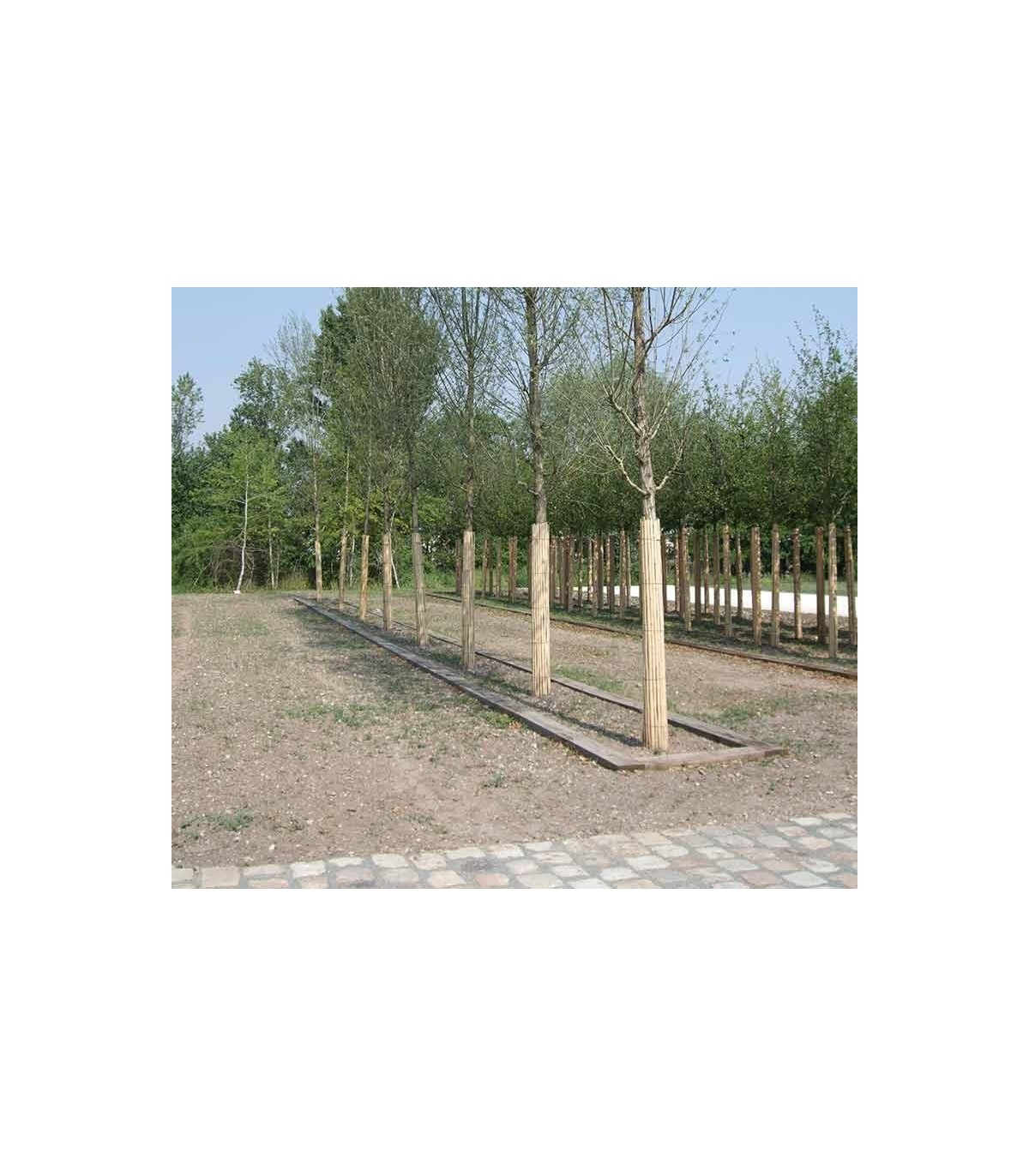 Protection de tronc en bambou : rouleau de 2 m sur 70 cm