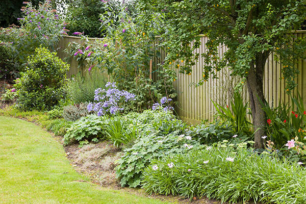 Jardin verdoyant avec massifs, gazon et arbre