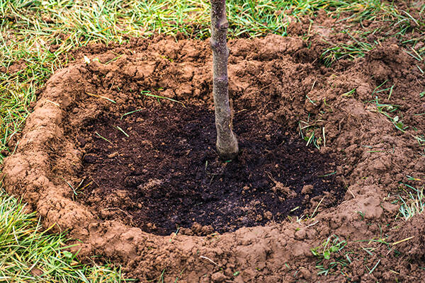 Fosse de plantation avec compost