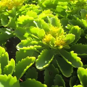 Image du produit de jardin : Mini-mottes de sedum pour toiture végétale - Plaque de 240 unités SEDUM KAMTSCHATIKUM