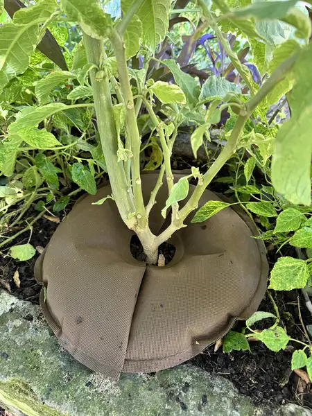 Image du produit : Coussin d’arrosage Tree’Bed demi-cercle Plantcohydro - D. 400 mm - Unité