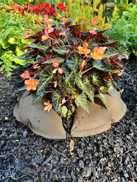 Image du produit : Coussin d’arrosage Tree’Bed demi-cercle Plantcohydro - D. 400 mm - Unité