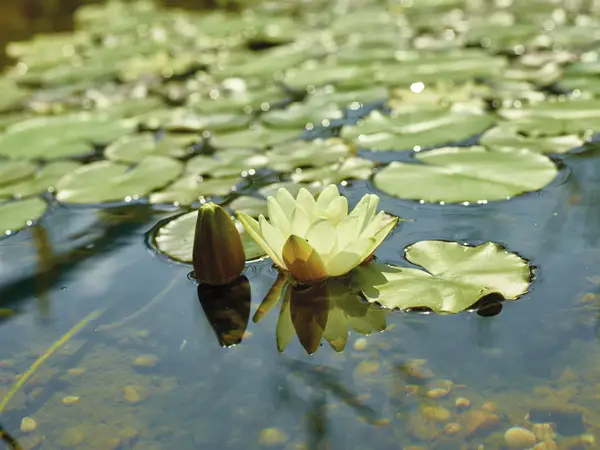 Image du produit : Plan de bassin d'ornement pour jardin