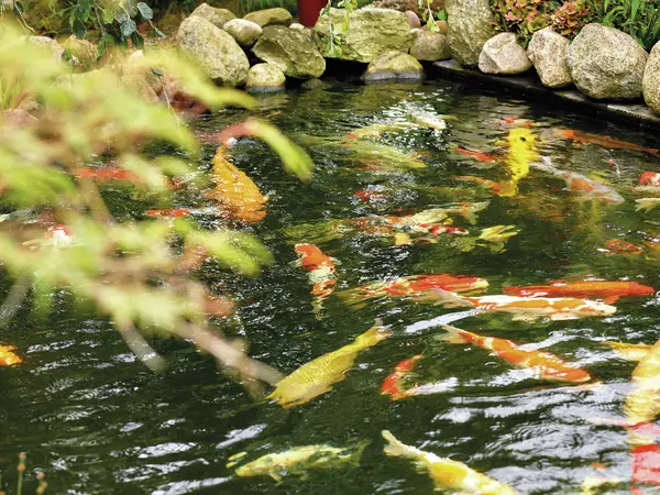 Image du produit : Plan de bassin d'ornement pour jardin