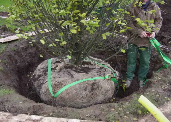 Image du produit : Kit Ancrage de motte avec sangle de tête 48RBKS - Pour arbre de 150 à 400 cm