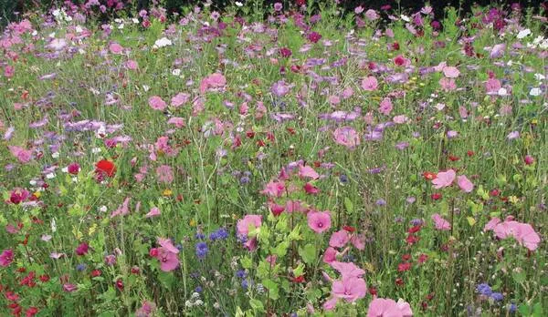 Image du produit : Jachère Fleurie Biodiversité - Sac 1 kg